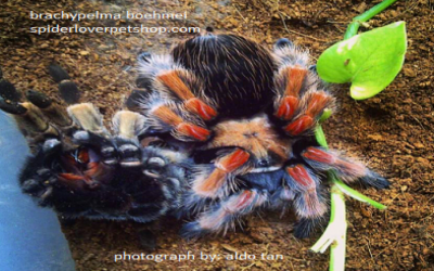 caresheet brachypelma